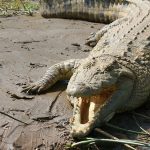 Virgin Crocodile Gets Pregnant in Costa Rica Zoo: Crocodile Found to Have Made Herself Pregnant, Scientist Study Rare Case of ‘Virgin Birth’